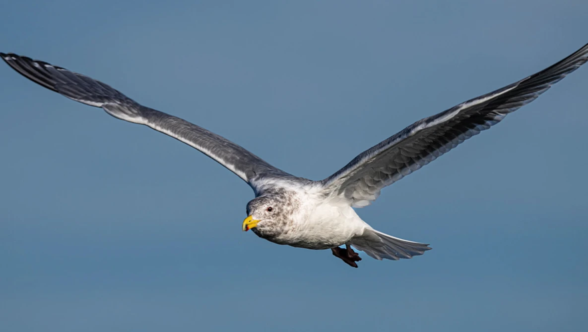 Seagull in flight against clear blue sky with wings spread wide.