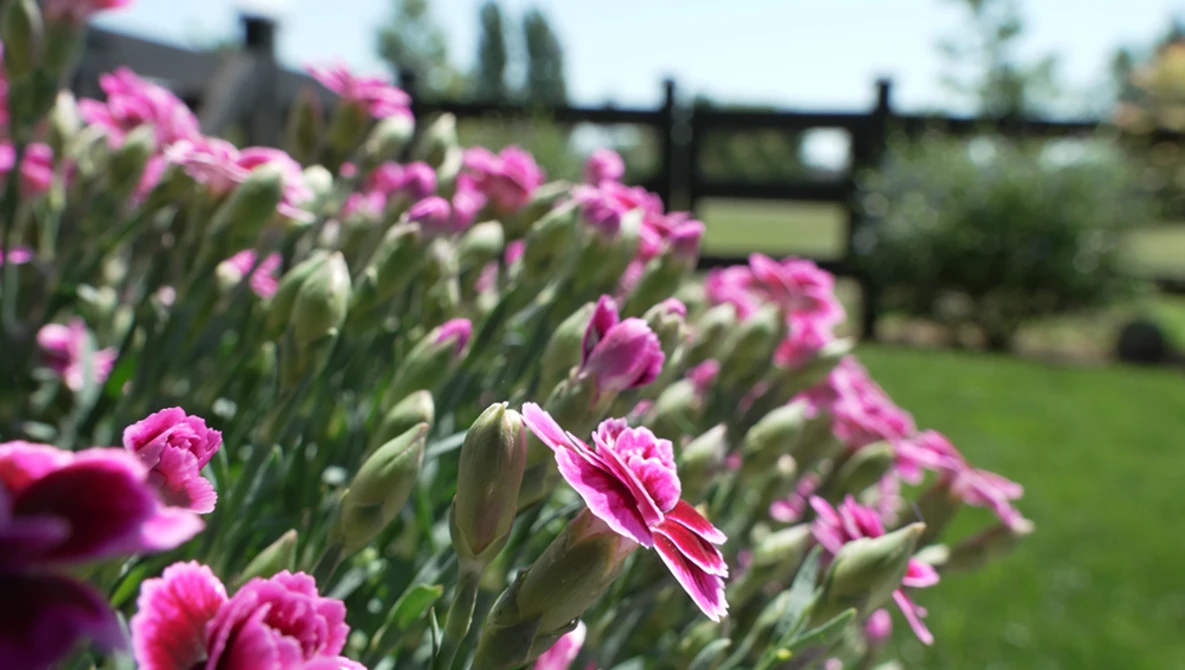 Pink dianthus flowers in sharp focus with blurred green field and black fence behind.
