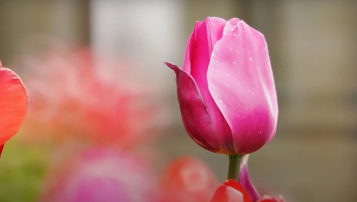 Pink tulip in sharp focus with blurred red and coral flowers behind it.