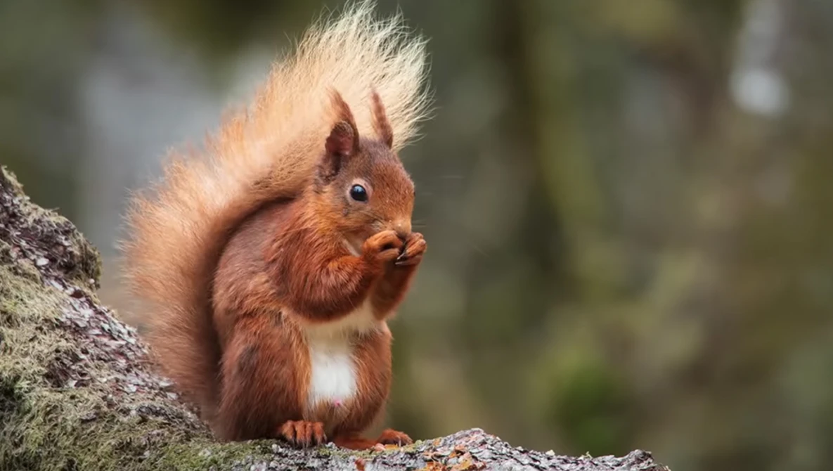 Red squirrel perched on a lichen-covered branch, alert posture with distinctive ear tufts raised.