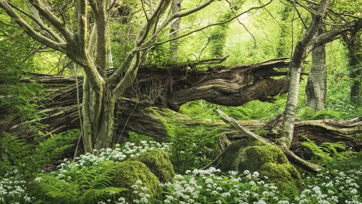 Fallen tree trunks and moss-covered rocks in a lush forest clearing with white flowering plants.