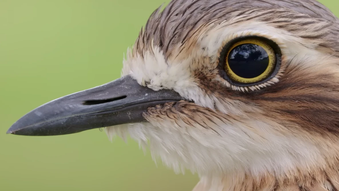 Close-up of a bird's head with white facial markings, dark beak, and striking yellow eye against soft green background.