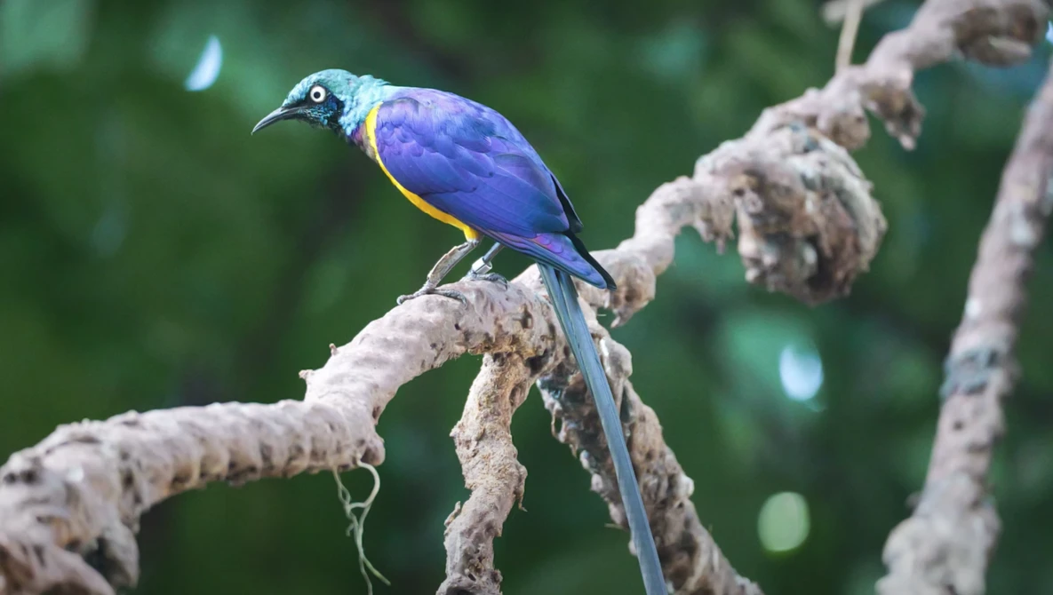 Purple and blue bird with yellow shoulder patch perched on a textured branch.