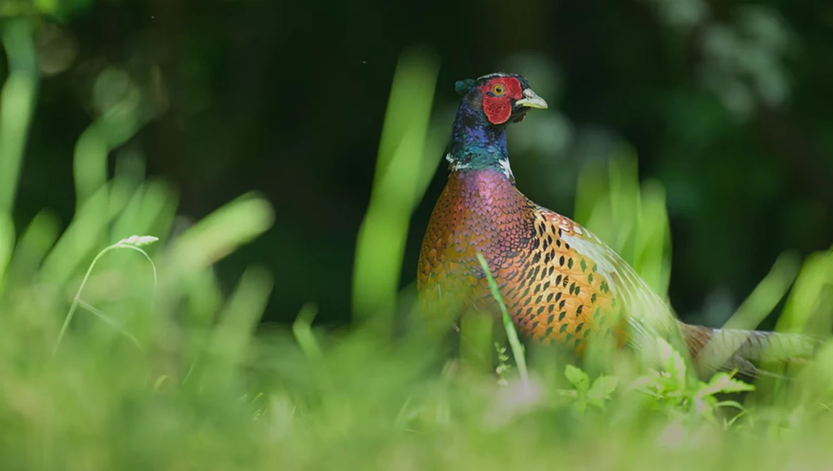 Pheasant with vibrant plumage standing in tall grass, displaying iridescent green and copper feathers.