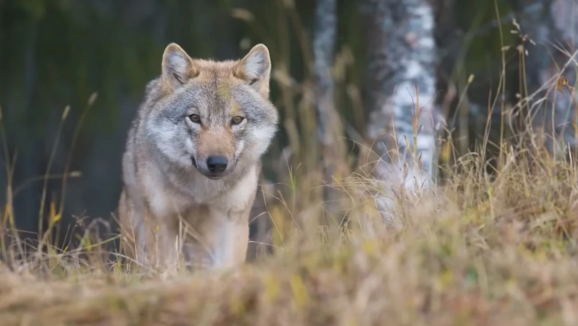 Gray wolf standing in tall grass and brush with evergreen forest in soft focus background.