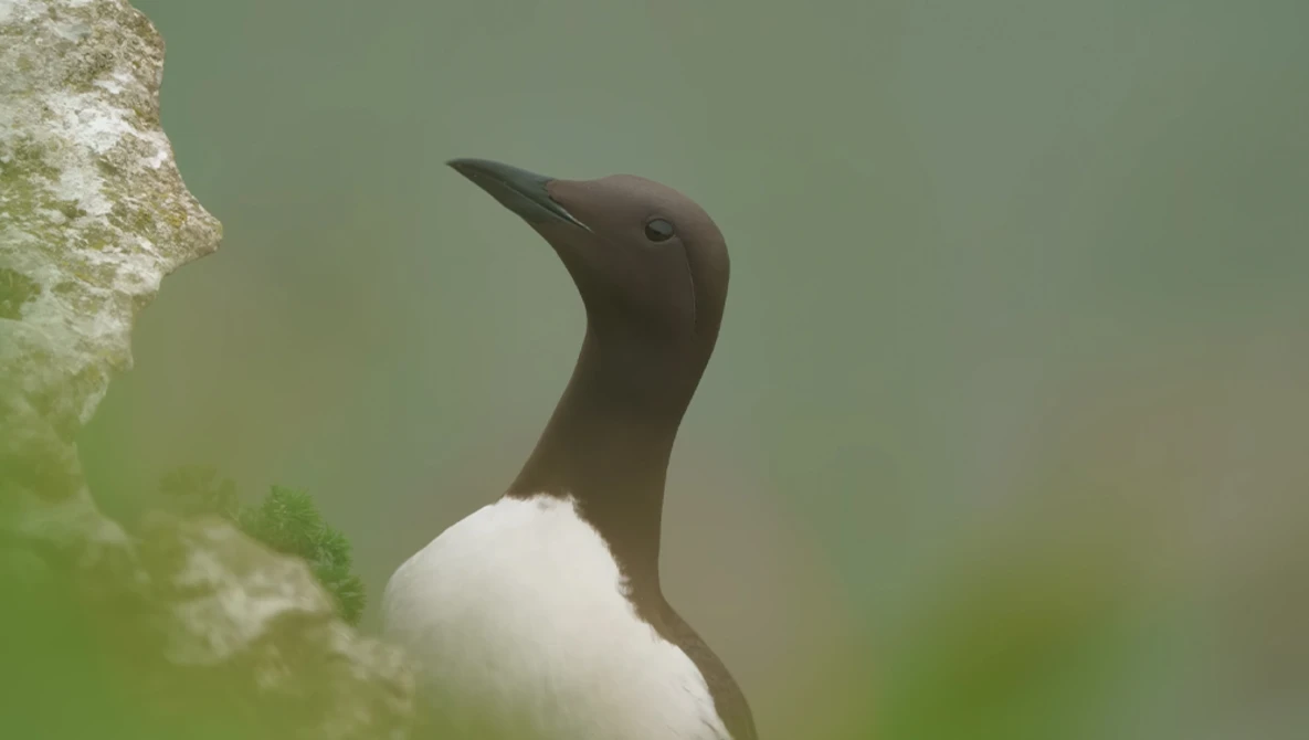 Brown seabird with white breast feathers perched on lichen-covered rock in soft natural light.