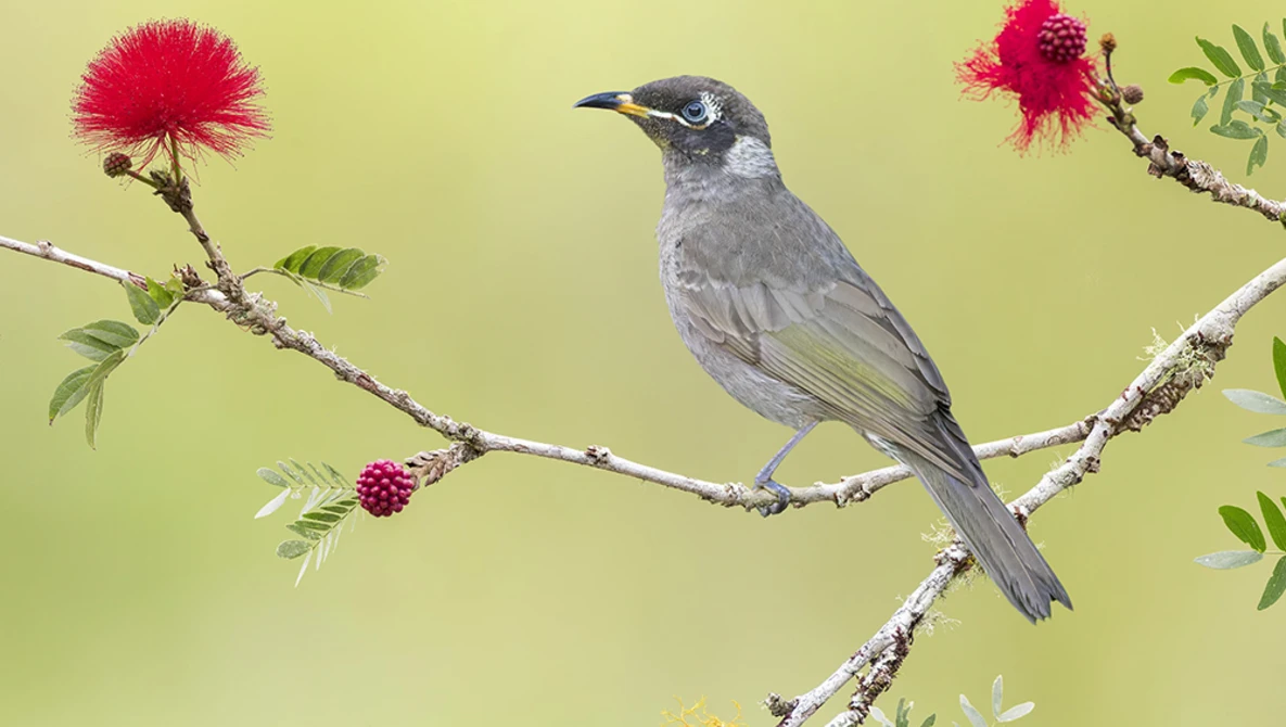 Gray bird perched on branch with red flowers against yellow-green background.