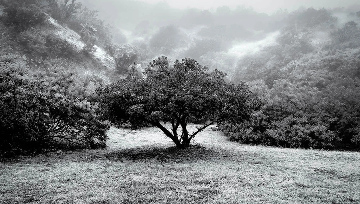 Solitary tree with spreading branches stands in a clearing surrounded by dense, misty forest.