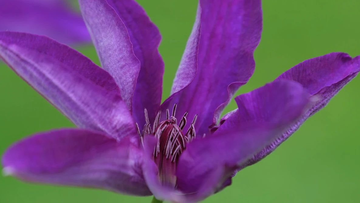 Purple clematis flower with six petals and prominent dark stamens against a bright green background.