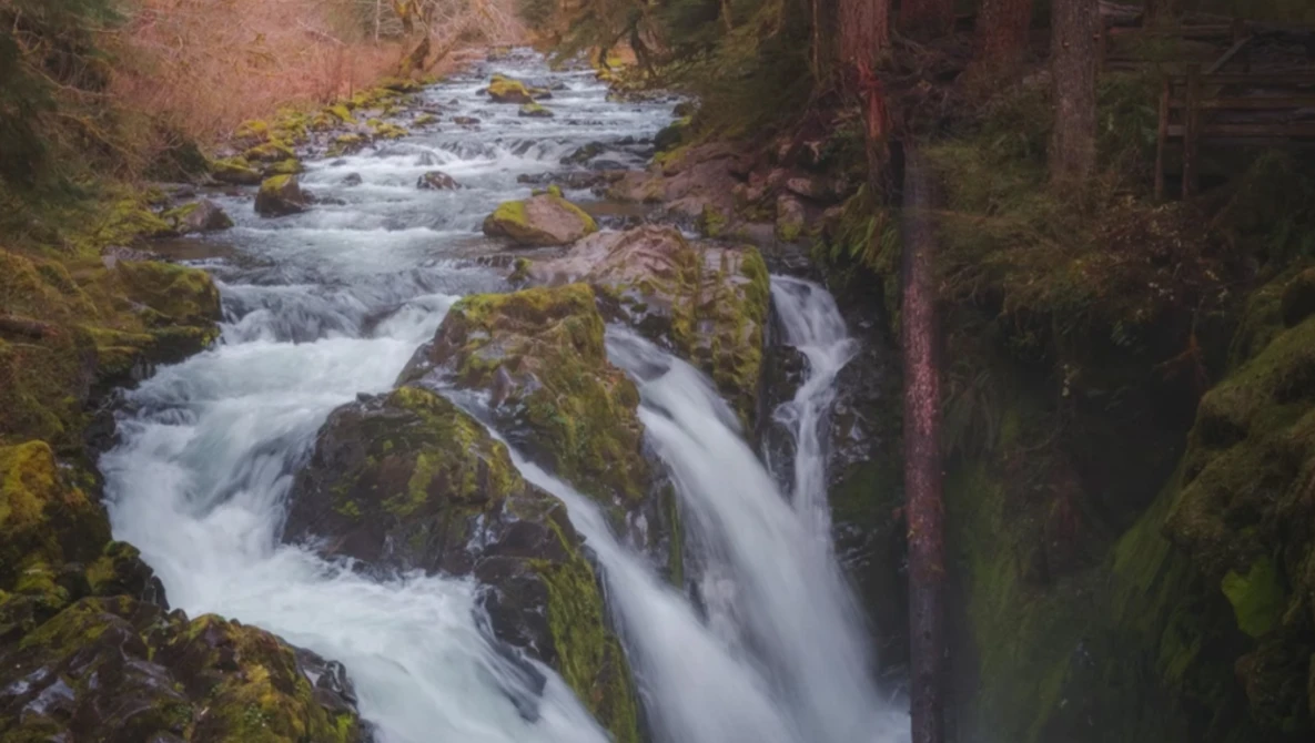 Cascading forest stream flowing over moss-covered rocks surrounded by tall evergreen trees.