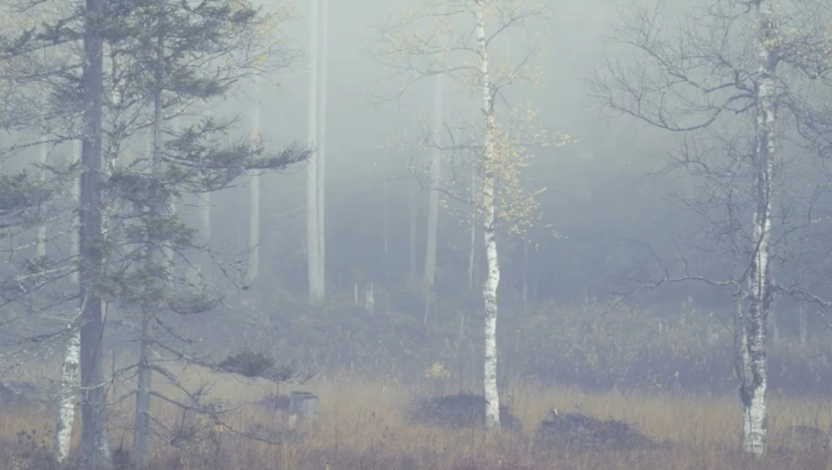 Misty forest landscape with bare birch trees and evergreens fading into heavy fog.