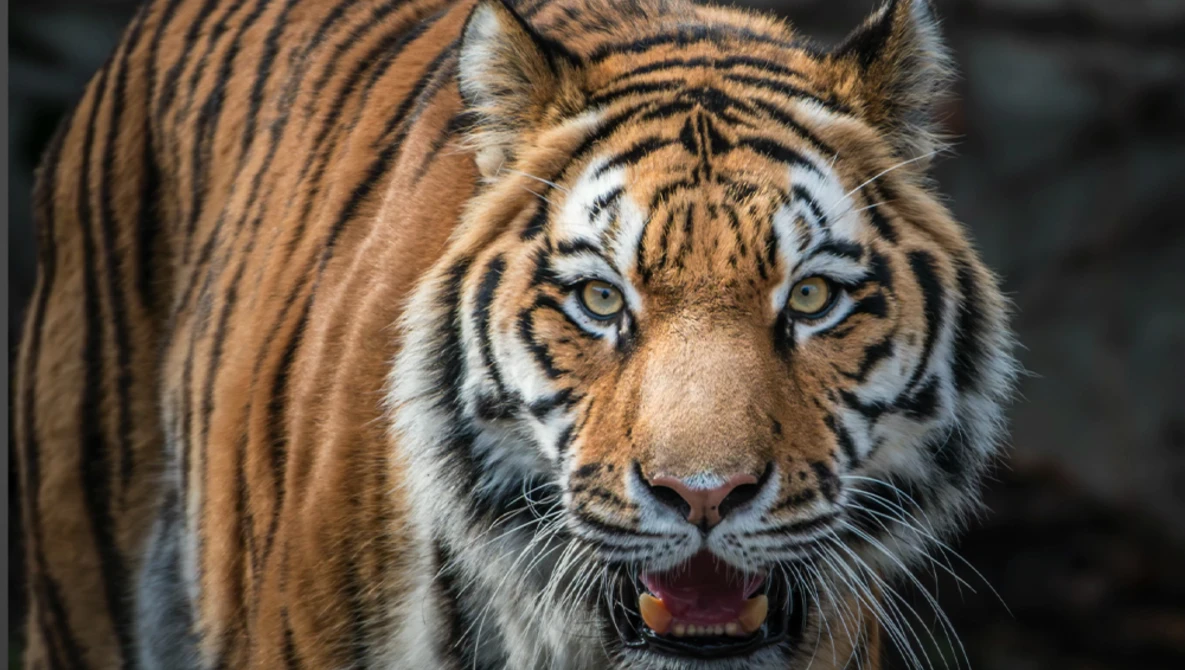 Close-up portrait of a tiger with striking blue eyes staring directly at camera.