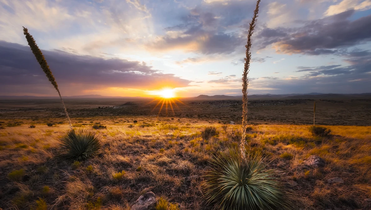 Desert landscape at sunset with two tall yucca plants silhouetted against golden sky and distant mountains.