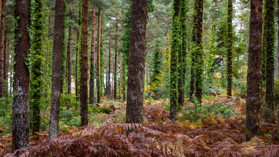 Tall coniferous trees with moss-covered trunks in a forest, brown ferns carpeting the forest floor.