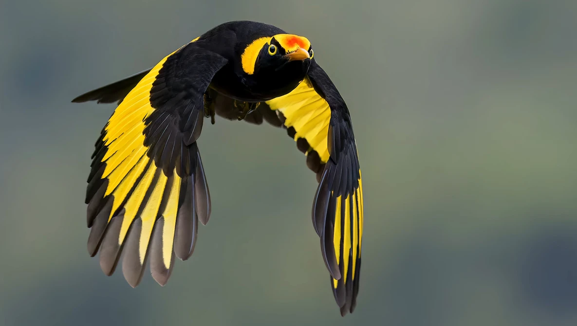 Black bird with bright yellow wing patches and orange facial markings in flight against a soft gray background.