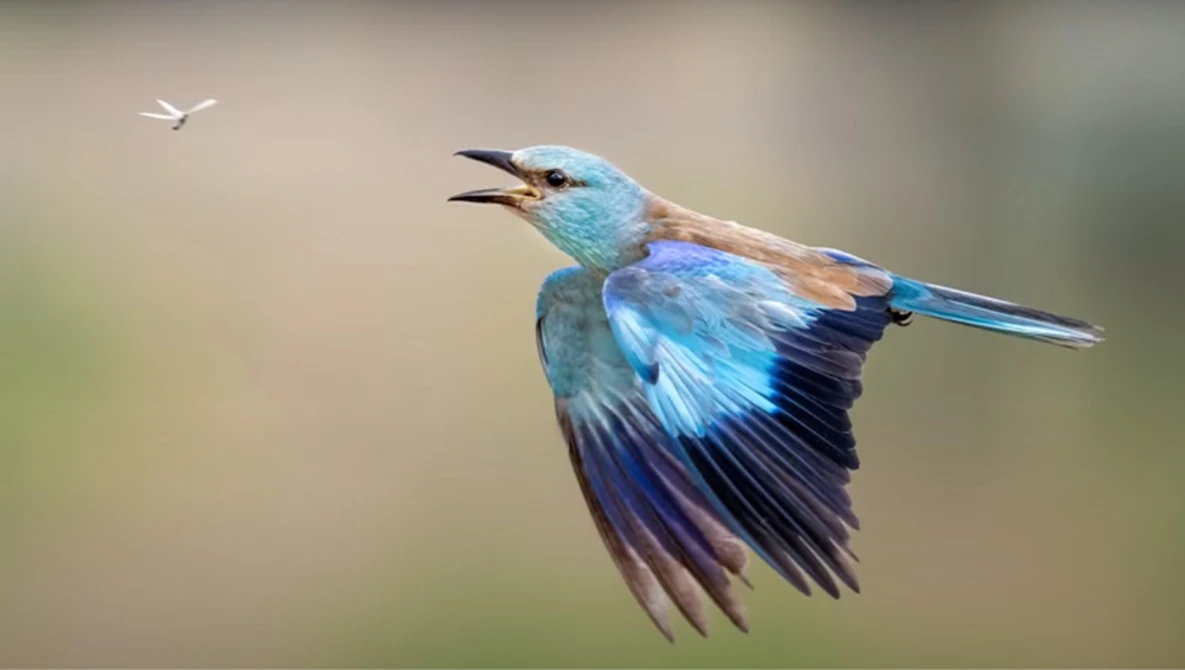 Iridescent blue kingfisher in flight with wings spread, pursuing a small white insect against a blurred natural background.