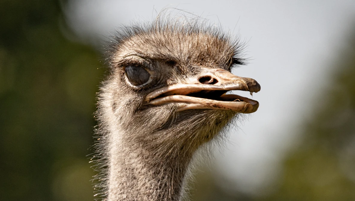 Close-up portrait of an ostrich with ruffled head feathers and a focused gaze.