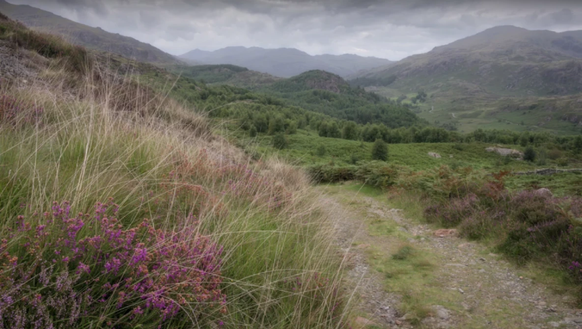 Mountain valley landscape with purple heather and ornamental grasses in foreground, rolling green hills and misty peaks under stormy sky.