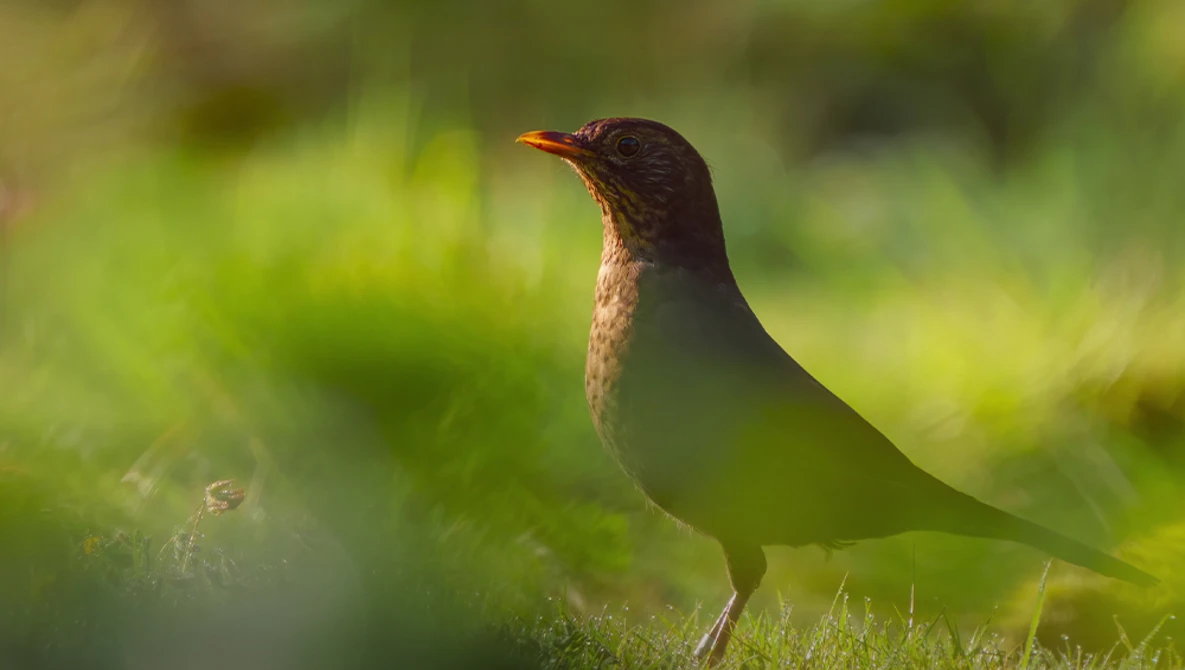 Brown bird with speckled plumage standing in grass with soft green background.