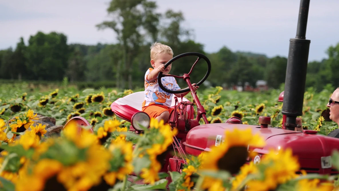 Toddler on red tricycle in sunflower field with trees in background.