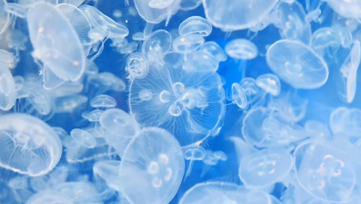 Translucent jellyfish swimming in blue ocean water, their bell-shaped bodies and trailing tentacles illuminated by natural light.