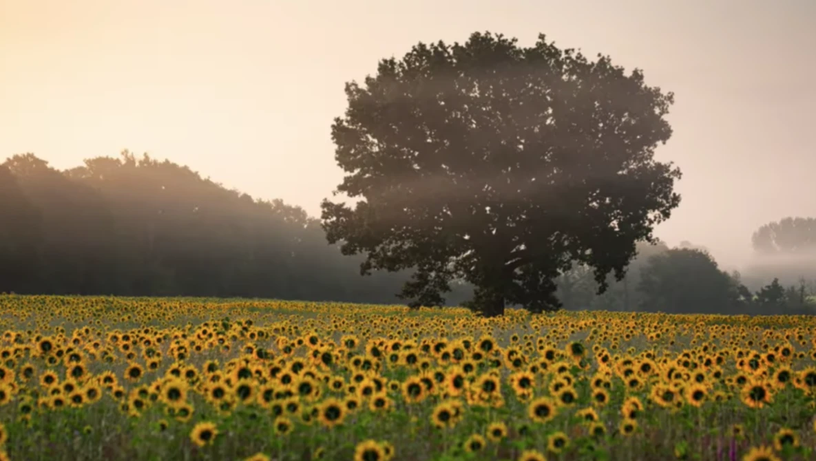 Sunflower field at golden hour with a solitary tree silhouetted against misty background.