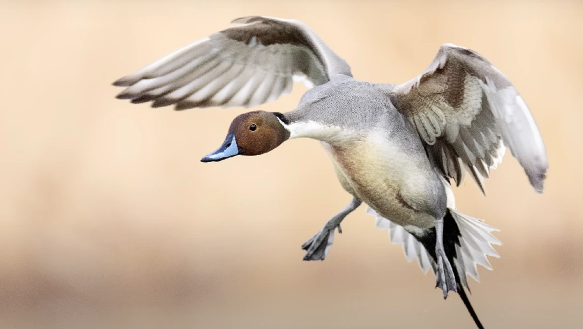 Northern pintail duck in flight with wings spread against a soft, blurred background.
