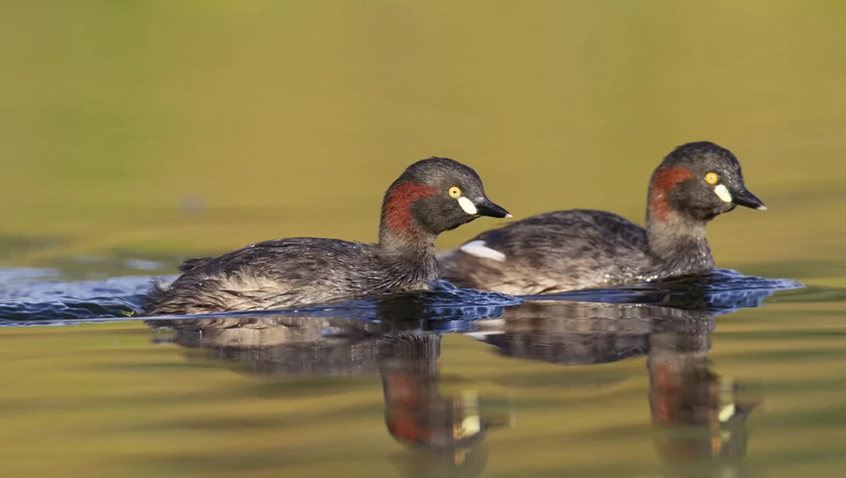 Two grebes swimming side by side in calm water with reflections visible below.