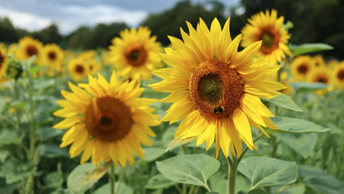 Bright yellow sunflowers with dark brown centers in a field on a partly cloudy day.