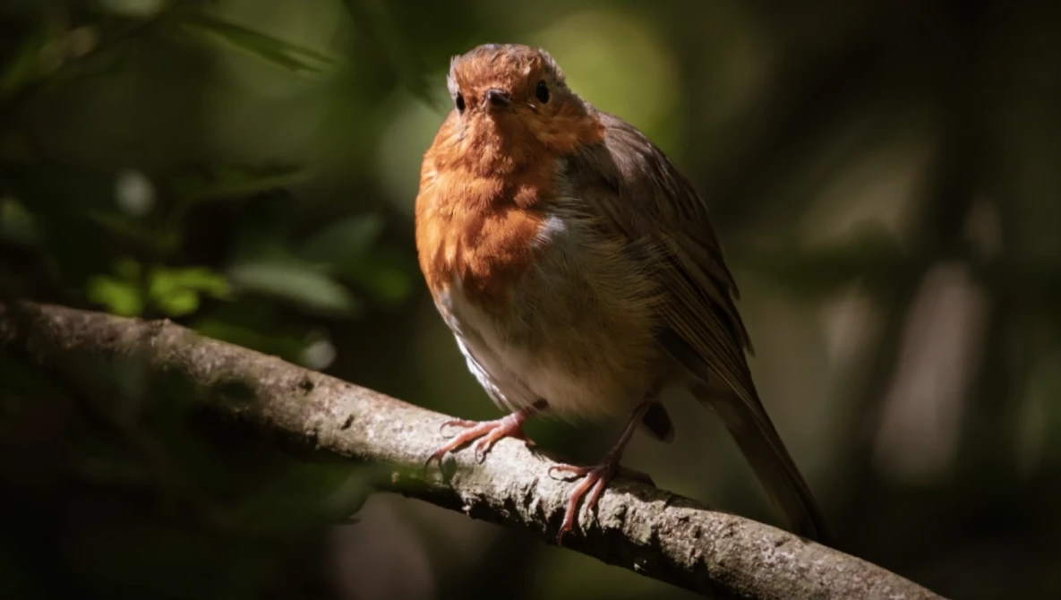 Robin perched on a lichen-covered branch with warm, soft lighting illuminating its distinctive orange-red breast.