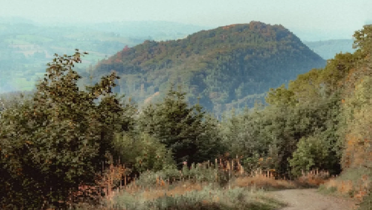 Forested valley with evergreen trees in foreground and distant mountain ridge under hazy sky.