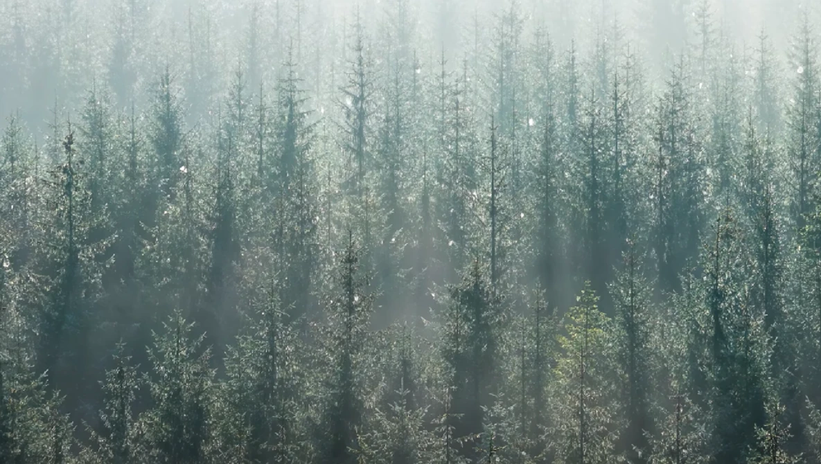 Dense coniferous forest shrouded in heavy mist and fog, creating layered silhouettes of evergreen trees.