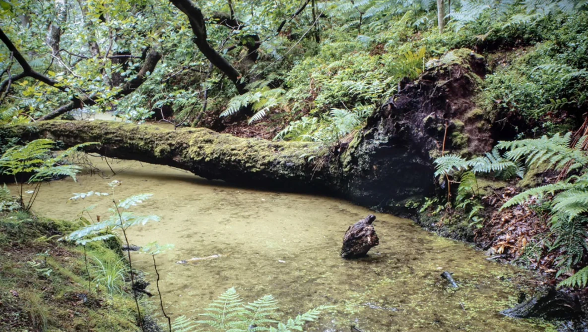 Person wading in a shallow, murky stream surrounded by dense forest vegetation and moss-covered logs.