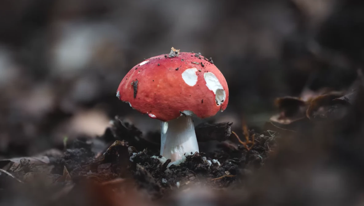 Young red mushroom with white spots emerging from dark forest floor debris.
