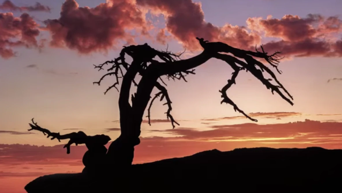 Silhouetted gnarled tree against dramatic sunset sky with golden and crimson clouds.
