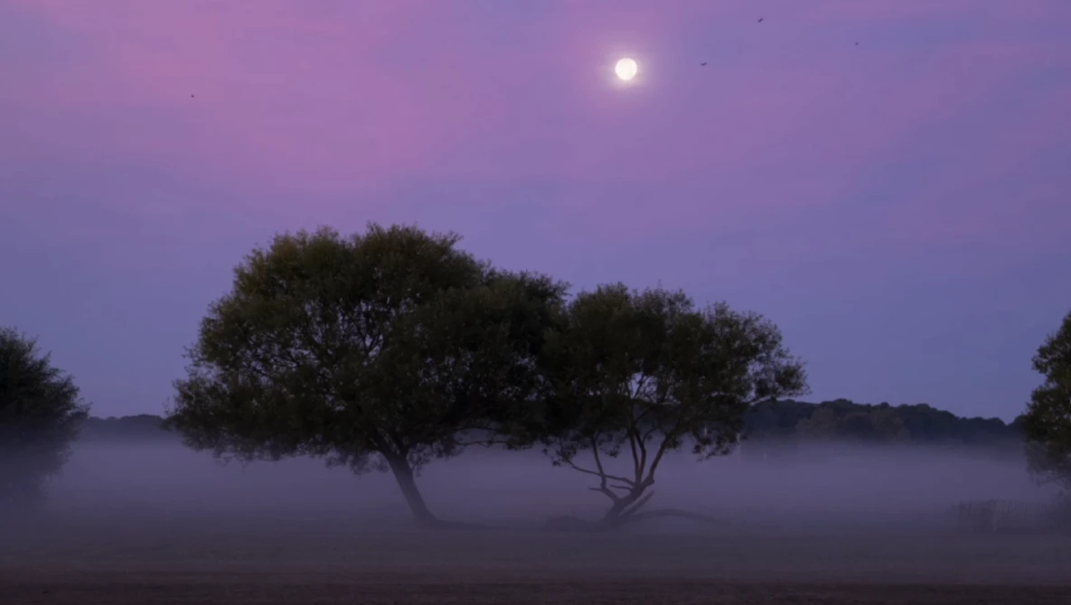 Silhouetted acacia trees in fog beneath a full moon in purple twilight.