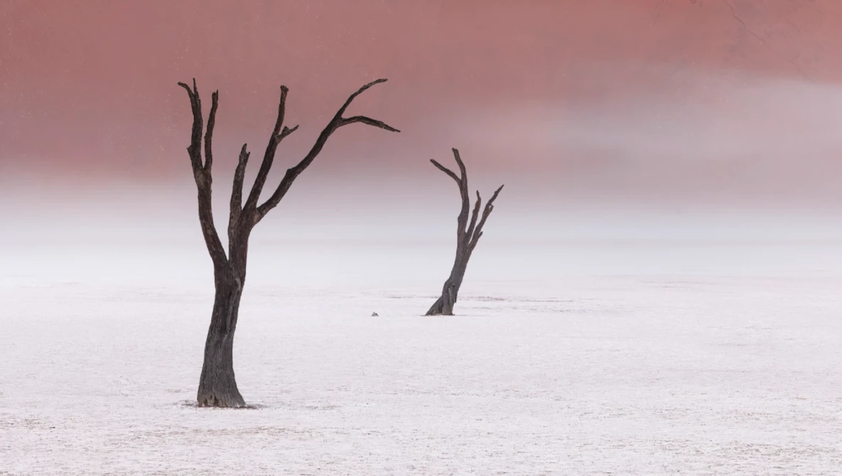 Two dead, leafless trees standing in a vast white salt pan beneath a dusty pink sky.