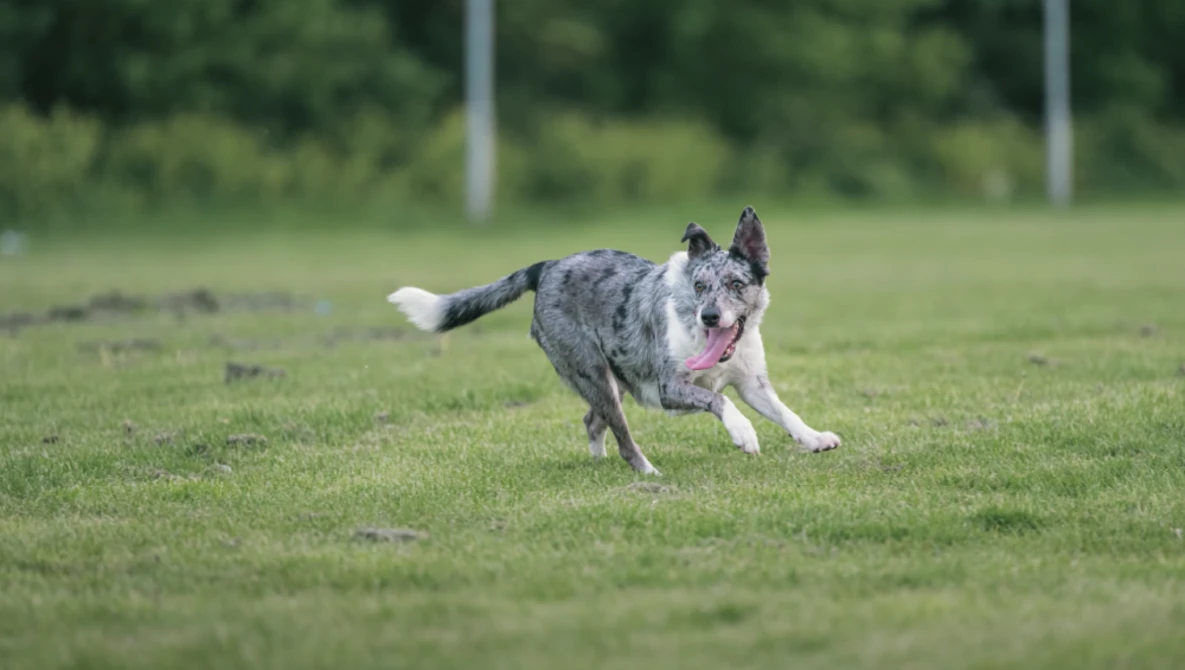 Spotted dog running across grassy field with white-tipped tail raised.