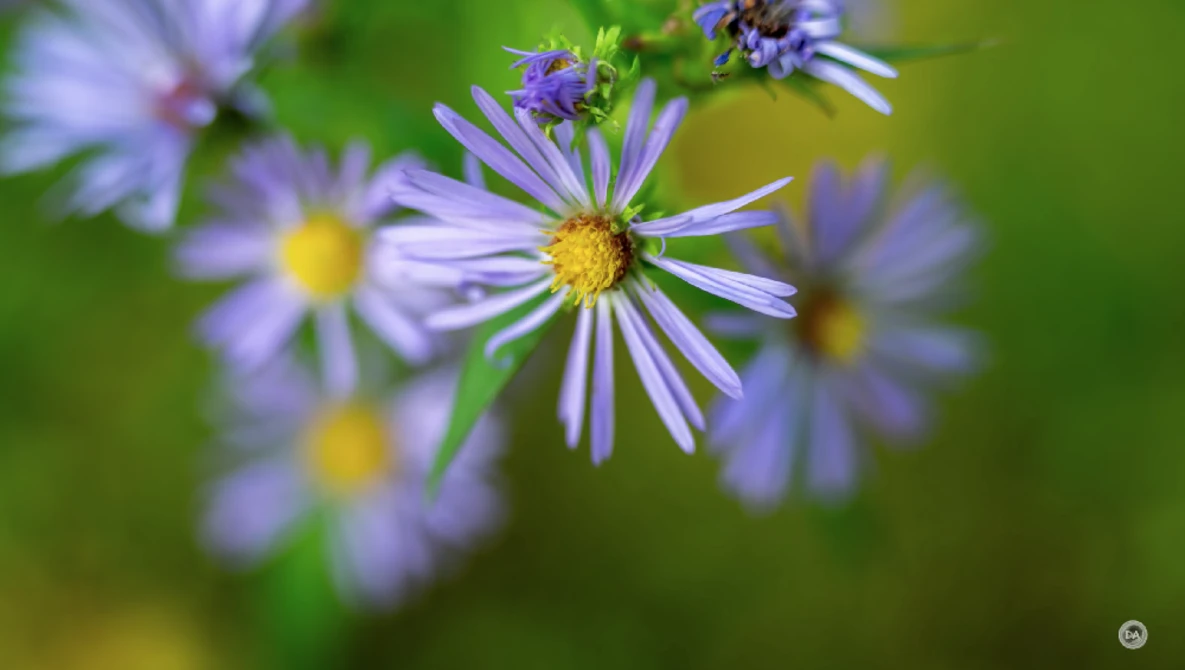 Purple asters with yellow centers in soft focus, with insects visiting the blooms against a blurred green background.