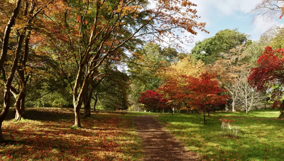 Tree-lined park pathway in autumn with golden and red foliage overhead and fallen leaves on the ground.