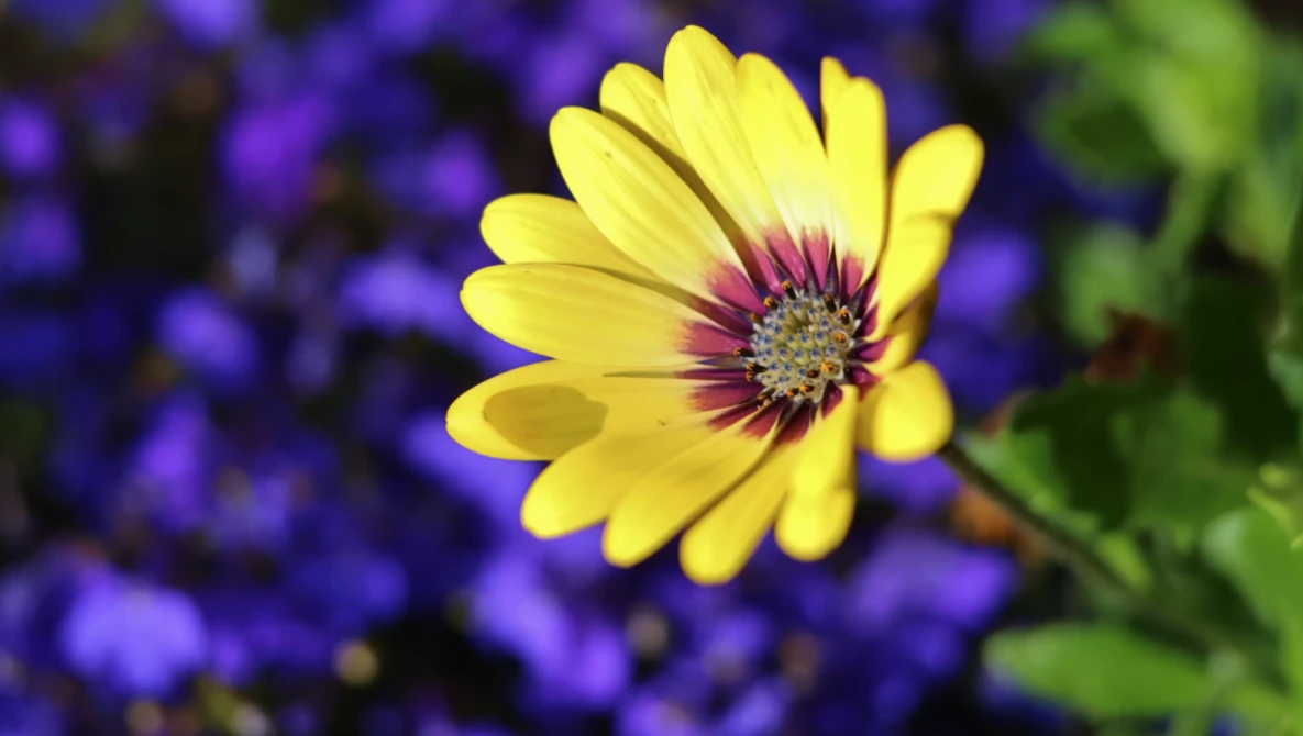 Yellow daisy with deep burgundy center stripes against a blurred background of purple flowers.