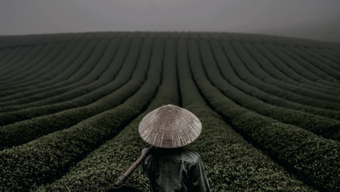Person wearing conical hat standing centered in agricultural field with converging crop rows extending to horizon.