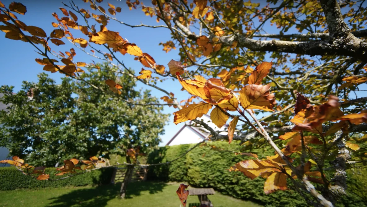 Autumn leaves in golden-orange tones frame a grassy garden landscape under clear blue sky.