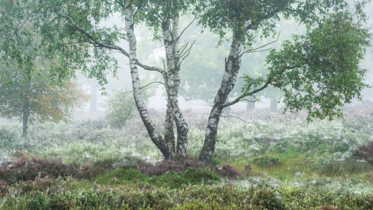 Misty forest landscape with a multi-trunked birch tree in soft, diffused light.