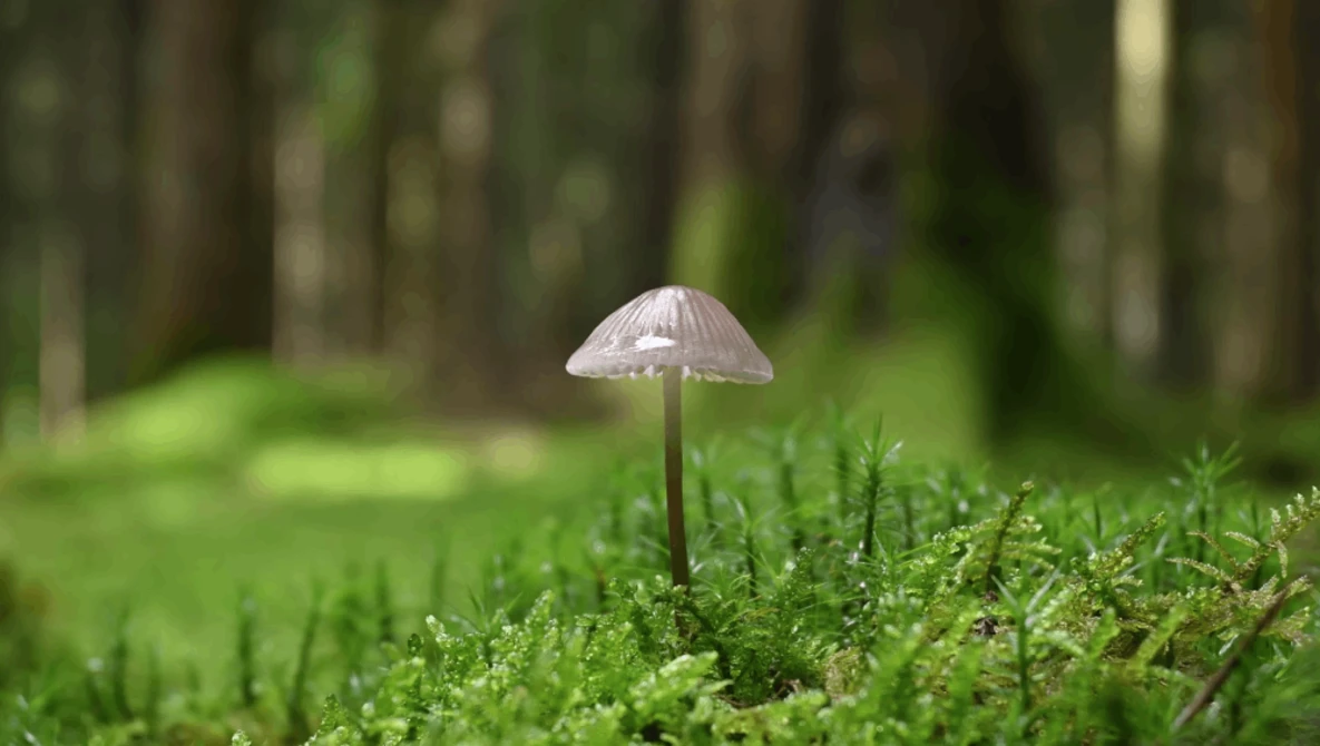 Delicate mushroom with pale umbrella cap rising from vibrant green moss in a forest.