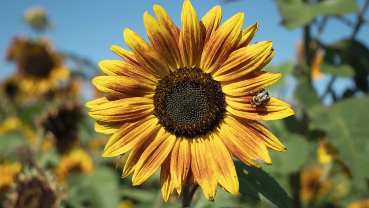 Sunflower with bright yellow petals and dark center, bee visible on right petal, additional sunflowers blurred in background.