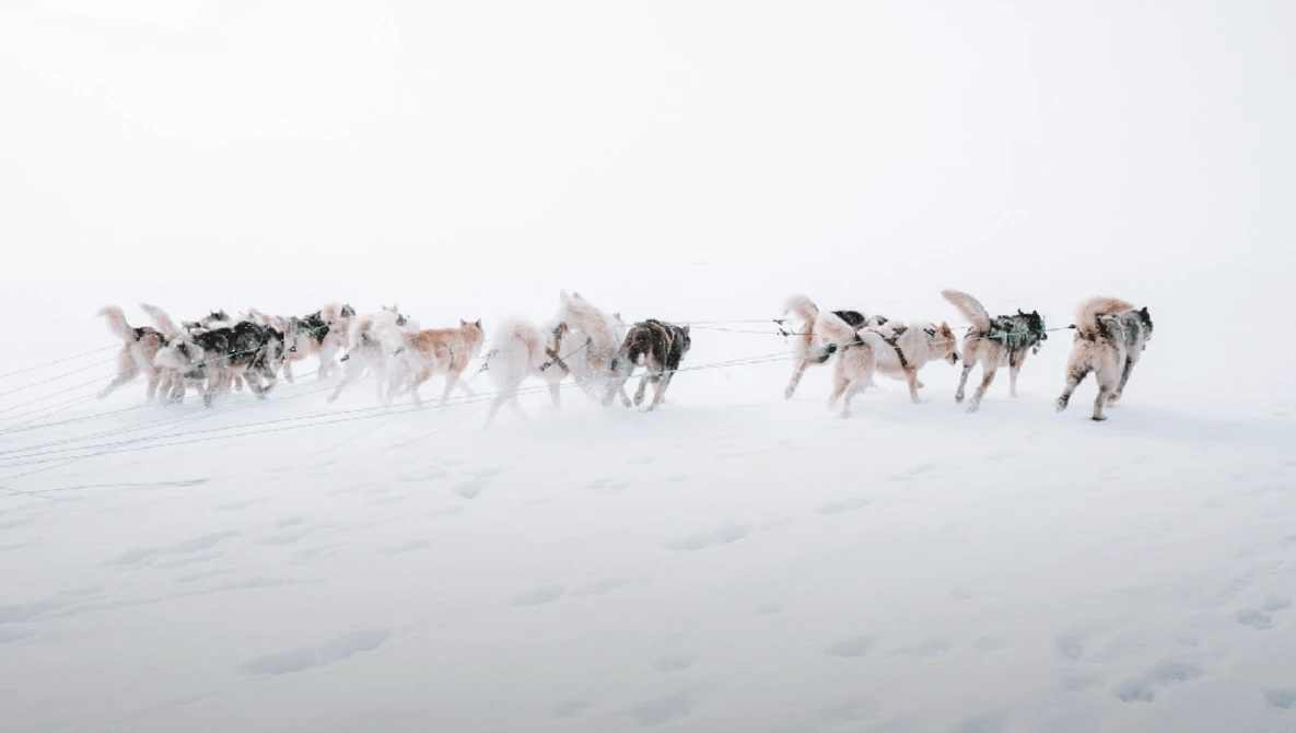 Dog sled team running through deep snow in whiteout conditions with minimal visibility.