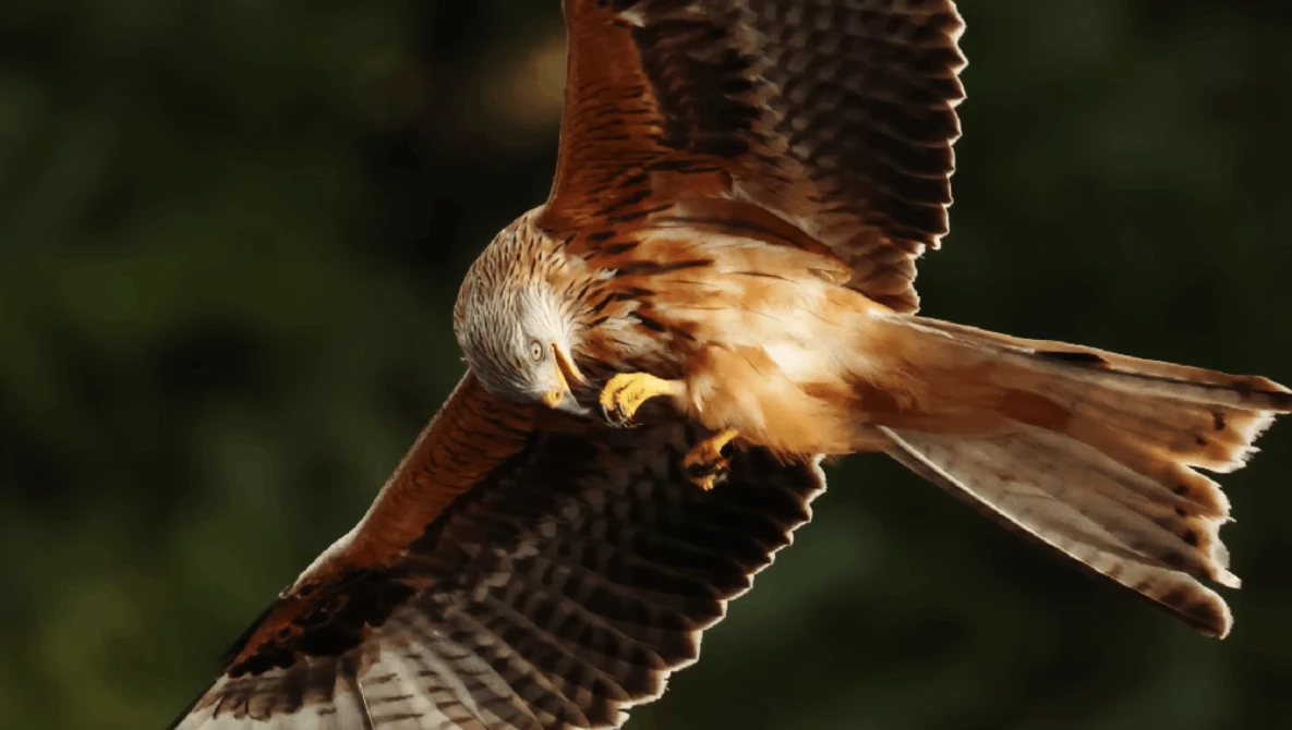 African Fish Eagle in flight with wings spread wide, displaying white head and brown body plumage against blurred green background.