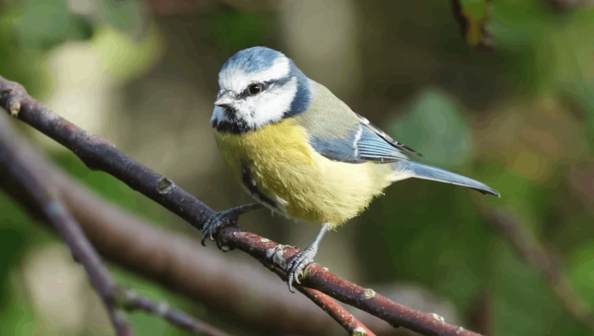 Blue tit perched on a dark branch, displaying yellow underparts and distinctive blue and white head markings.
