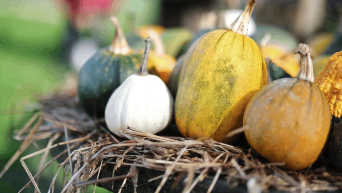 Assorted gourds and squashes in yellow, green, and white tones arranged on dried straw and grass.
